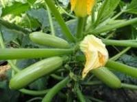 供应最好西葫芦种子-法国欧曼 最优质西葫芦种子厂家 【凯特种业西_农副产品_世界工厂网中国产品信息库