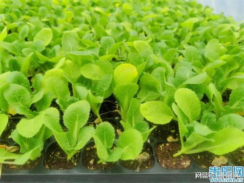 贵阳市出台 五大措施 加快山地特色种业高质量发展