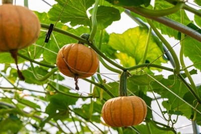 种业博览会看上的瓜果蔬菜 走,隔壁地里有现货