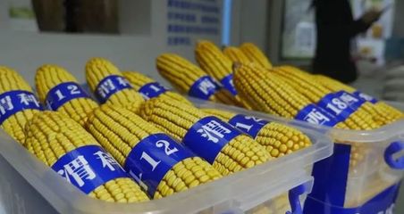 渭南:陕西“米袋子”“果盘子”“菜篮子”“肉案子”“奶瓶子”