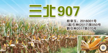 产品 三北种业 sanbeiseed 种子,玉米种子,种业公司,高产栽培,农业技术