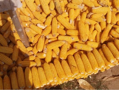 玉米厂家_相关信息_辉县市天地种业