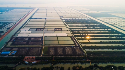 南沙种业企业创佳绩,两项目入选“智威杯”决赛