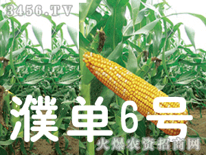 大京九濮单6号 大京九种业的创新与农业贡献