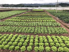 仲夏七月,子龙种业邀您相聚2018中国云南蔬菜种业博览会