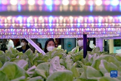 进博会上的农业新篇章 集装箱里种菜的种业革命