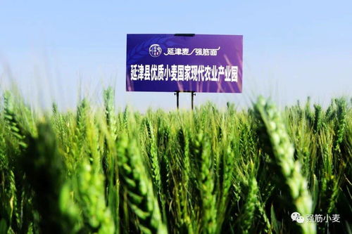 岁岁冬至，种业新篇