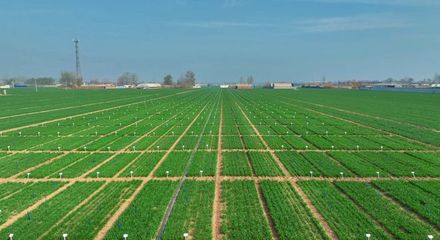 更全、更专、更广 中国种子大会马兰小麦种业展示会引领种业创新