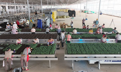 昆明市宜良县现代种业项目进入试投产阶段