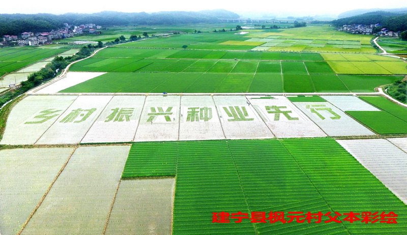 福建稻田画卷 描绘现代种业新篇章