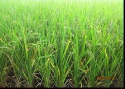 农副产品加工业与制种业 现代农业的双引擎