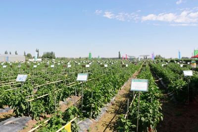 肃州 擦亮种业“金字招牌”，绘出乡村振兴“缤纷画卷”