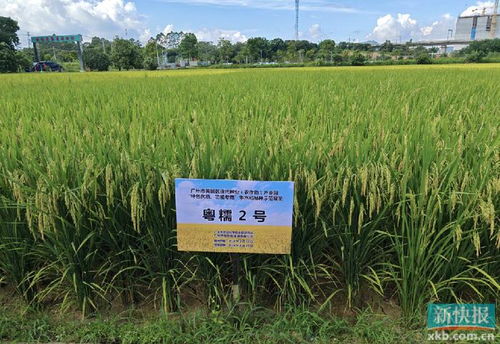 黄埔区现代种业产业园早造观摩会 水稻所联合主办助力种业振兴