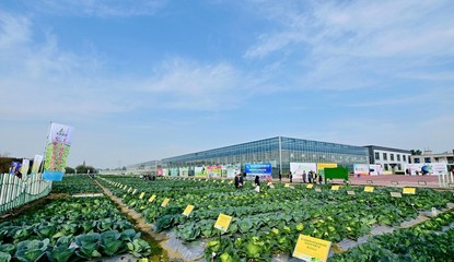 菜博会揭幕，中国南方蔬菜种业创新中心亮相，引领“菜立方”时代
