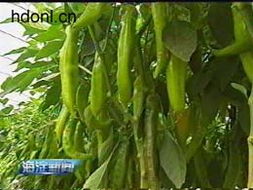 中蔬籽种依靠自主研发打造种业精品 种业