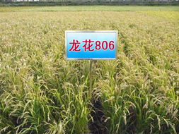 佳木斯科润种业 一站式农资服务，助力农业丰收