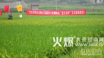 兆和种业 水稻新品种引领增产增效新篇章