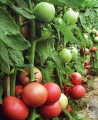 西安常丰园种业有限责任公司 种业科技，丰收之源