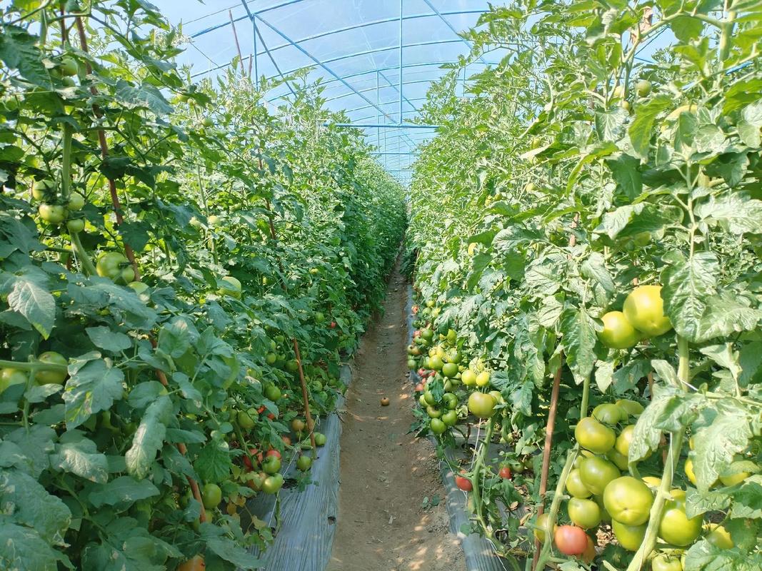 贵州种业 以高品质种源为基，用好技术赋能现代农业