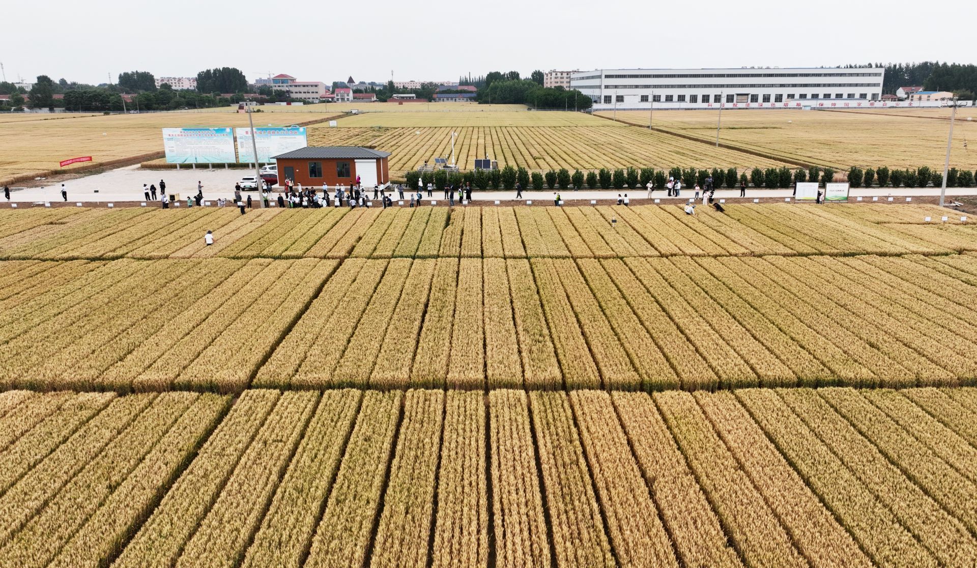 青岛倾力打造种业创新高地 从海洋到田野的“芯”动能
